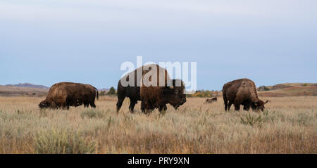 Les bisons du parc national Theodore Roosevelt Unité nord au Dakota du Nord. Banque D'Images