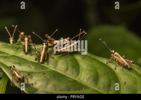 Une grappe de sauterelles récemment éclos ensemble sur une feuille dans la forêt tropicale. Banque D'Images