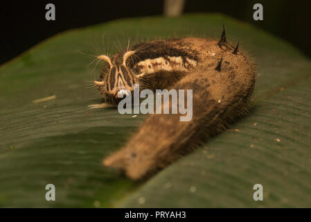 Un papillon owl (Caligo sp) de Caterpillar Parc national Manu dans les régions tropicales du Pérou. Banque D'Images