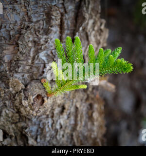 Petit brin de jeune pousse de pin d'un vieux tronc épais comme un symbole de la naissance de la nouvelle génération d'esprit autrement Banque D'Images
