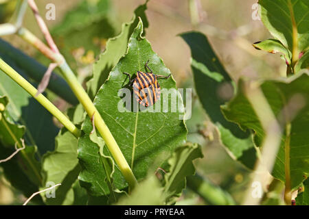 Bug shield italien graphosoma lineatum ou latine graphosoma Italicum se nourrissant d'une feuille de laurier Laurus nobilis latin en Italie Banque D'Images