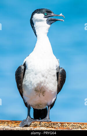 Black-faced cormorant (Phalacrocorax fuscescens), se dresse sur le mur, l'Australie du Sud, Australie, Australie Banque D'Images