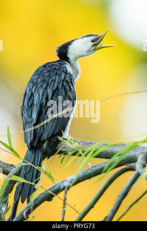 Grand Héron (Ardea), se trouve dans l'arbre d'appel, l'Australie du Sud, Australie Banque D'Images