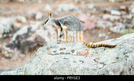 Yellow-footed rock wallaby (Petrogale xanthopus-), est assis sur des rochers, l'Australie du Sud, Australie Banque D'Images