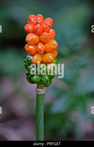 Arum (Arum maculatum commun), verts et de fruits mûrs, Vienne, Autriche Banque D'Images