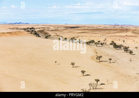 Vue aérienne, le vert des arbres dans le cours de la rivière à sec, Namib-Naukluft National Park, région d'Erongo, Namibie Banque D'Images