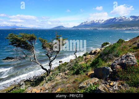 Arbre à la bataille du Canal de Beagle, à l'arrière port et la ville, Ushuaia, Tierra del Fuego Province, Tierra del Fuego, Argentina Banque D'Images