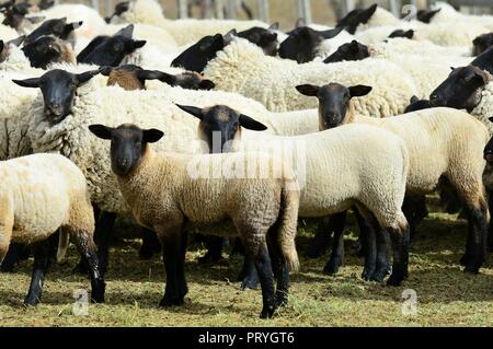 Le point noir des moutons, troupeau de moutons dans le stylo, la province de Terre de Feu, Terre de Feu, Chili Banque D'Images