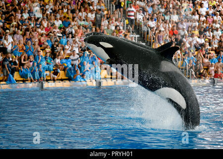 Deux épaulards (Orcinus orca) sauter de manière synchrone, captive, Orca Show, Loro Parque, Puerto de la Cruz, Tenerife Banque D'Images