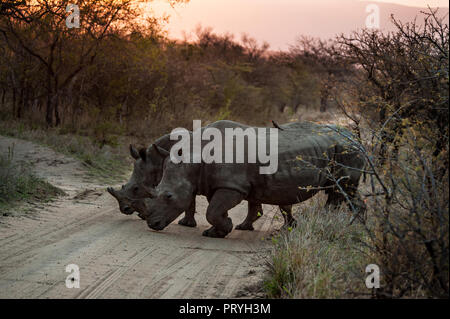 Deux rhinocéros noirs qui traversent la route au coucher du soleil dans la réserve de Kapama, Kruger National Park, Afrique du Sud Banque D'Images