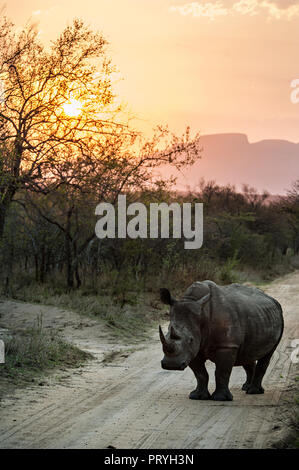 Un rhinocéros noir traverser la route au coucher du soleil dans la réserve de Kapama, Kruger National Park, Afrique du Sud Banque D'Images