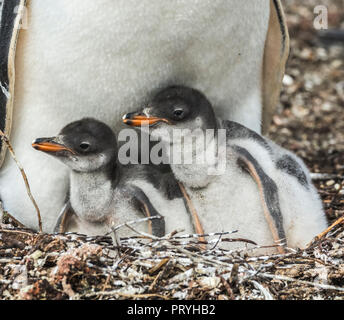 Mère et chick Gentoo pingouin en Islas malvinas Banque D'Images