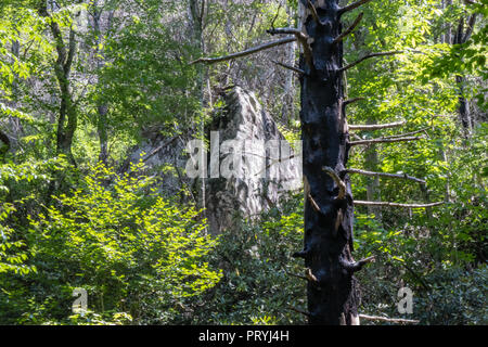 Arbre calciné de l'incendie de forêt en Smokey Mountain National Park Banque D'Images