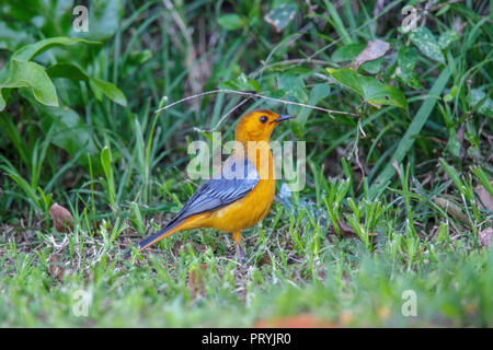 Cossyphe à tête rousse Cossypha natalensis St. Lucia, Afrique du Sud 27 août 2018 2008.1 Adultes Banque D'Images