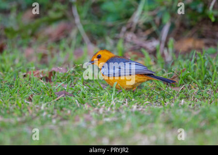 Cossyphe à tête rousse Cossypha natalensis St. Lucia, Afrique du Sud 27 août 2018 2008.1 Adultes Banque D'Images