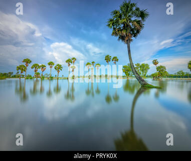 Rangée de palmiers en silhouette réfléchir sur la surface de l'eau de la rivière à l'automne après-midi Banque D'Images