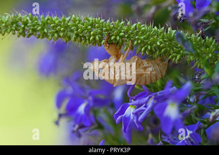 Cigale vide ou le corps de shell à partir de la mue cigale insecte sur une herbe mauvaise herbe en face d'un Lobelia bleu fleur avec un oeil bleu en Italie d'hémiptères des strabomantidés Banque D'Images