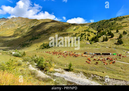 Vue sur un des bovins vaches brunes en grande vallée alpine Banque D'Images