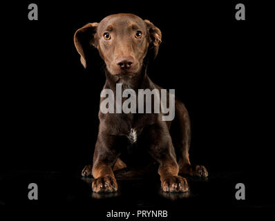 Funny oreilles mixed breed dog brun couché dans black background Banque D'Images