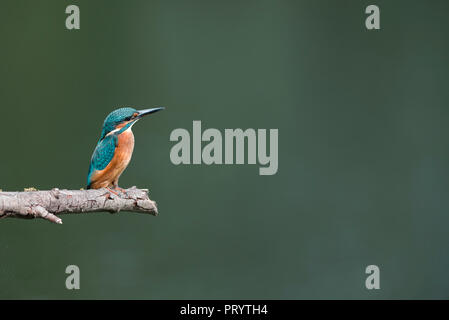 Kingfisher perching on branch Banque D'Images