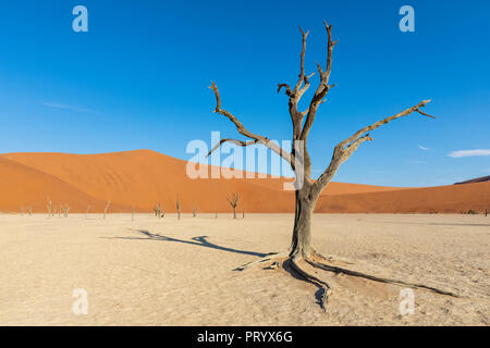 L'Afrique, la Namibie, Namib-Naukluft National Park, Deadvlei, dead acacia dans l'argile pan Banque D'Images