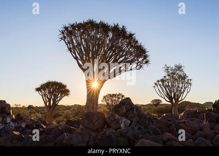 L'Afrique, la Namibie, Keetmanshoop, Quiver Tree Forest au coucher du soleil Banque D'Images