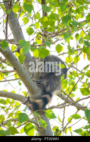 North American raton laveur (Procyon lotor) dormir le jour dans les plaines d'arbres cottonwood, Castle Rock Colorado nous. Banque D'Images