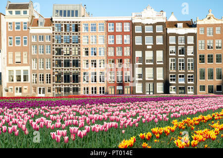 Tulipes aux Pays-Bas et façades de maisons anciennes à Amsterdam, Pays-Bas. Maisons néerlandais avec des fleurs de tulipe. Banque D'Images