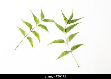 Les feuilles de neem frais blanc fond isolé. Banque D'Images