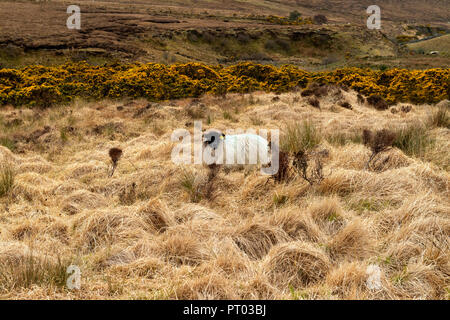 L'Europe, l'Irlande, Galway, des moutons paissant sur la tourbière irlandaise, ou d'une couverture bog comme il est souvent appelé. Banque D'Images