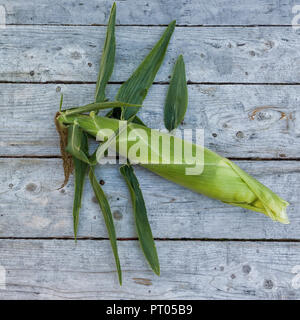 Épis de maïs non ouvert sur une vieille planche arrière-plan. Banque D'Images