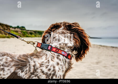 Une vue inhabituelle de l'arrière de la tête et les oreilles d'un Spaniel Anglais Sprocker sur un cordon rouge en attente d'être laissé au large de manière à suivre la plage de Towan, Cornwall. Banque D'Images