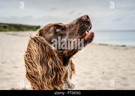 Sur le côté un rendu fortement détaillée portrait d'un foie brown et blanc 8 mois Sprocker Spaniel sur plage de Towan Cornwall jusqu'à aller dans la mer ! Banque D'Images