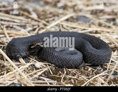 Vipère Vipera berus mâle pèlerin recroquevillé dans l'herbe dans le Peak District en Angleterre Banque D'Images