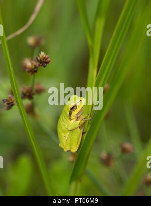 Rainette commune (Hyla arborea) sur une tige de pointe dans les zones humides d'Europe, Hongrie Banque D'Images