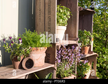 Petit jardin avec de vieilles pots de plantes en terre cuite plantés d'herbes, sauge, menthe, basilic, alto camomille, Affiché dans de vieilles caisses de pommes en bois, été Royaume-Uni Banque D'Images