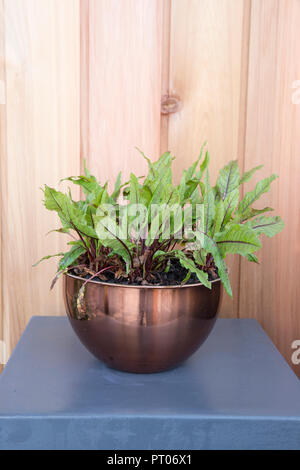 Cuisine jardin intérieur en grandissant votre propre sorrel à veined rouge biologique culture dans un récipient en pot de plantes de cuivre pour salade de micro verts Angleterre Royaume-Uni Banque D'Images