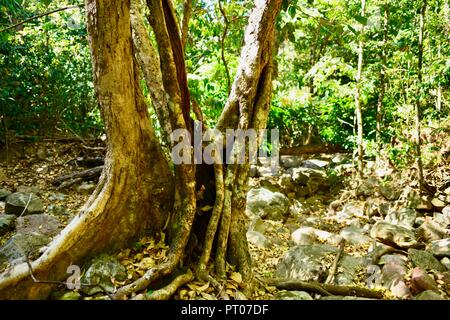 Une piste de marche à travers le bush australien, Dalrymple gap, Queensland, Australie Banque D'Images