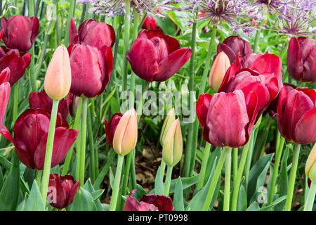 jardin avec Tulipa tulipes tulipe fleurs fleur var.. Jan Reus fleurit dans une bordure de lit de fleurs au printemps au Royaume-Uni Banque D'Images