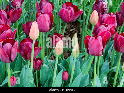 jardin avec Tulipa tulipes tulipe fleurs fleur var.. Jan Reus fleurit dans une bordure de lit de fleurs au printemps au Royaume-Uni Banque D'Images