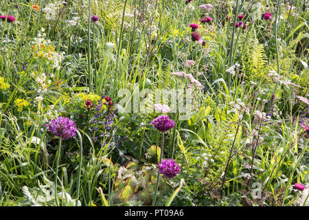 La plantation de style prairie Allium hollandicum 'Purple Sensation', Cirsium rivulare 'Atropurpureum', Myrrhis odorata, Euphorbia, Orlaya grandiflora, Aqui Banque D'Images