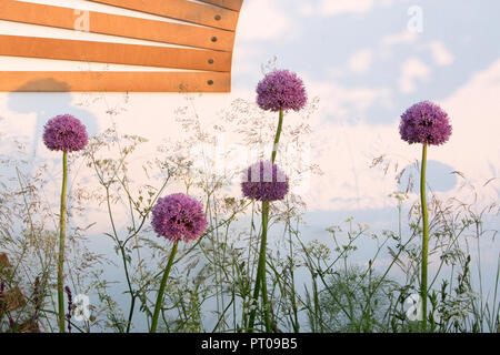 L'allium et Anthriscus sylvestris en frontière contre mur blanc- Spa Garden - Jardin Moléculaire, RHS Malvern Spring Festival 2017 Banque D'Images