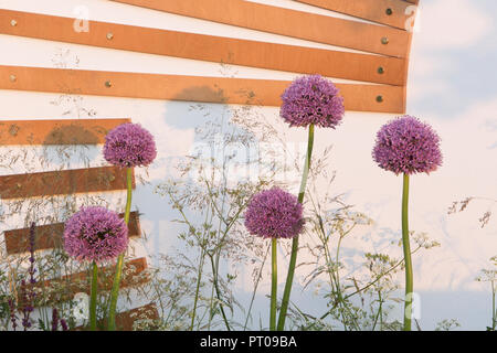 L'allium et Anthriscus sylvestris en frontière, un fauteuil inclinable à lattes et blanc mur jardin- Spa Garden - Jardin Moléculaire, RHS Printemps Malvern Banque D'Images