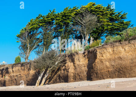 Et balayées par les arbres blanchis sur une plage de sable fin Banque D'Images