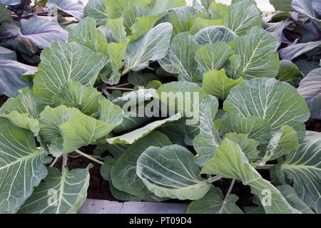 Bio jeunes plantes de culture de chou blanc croissant en rangées dans Printemps sur une allotissement dans l'Angleterre du Royaume-Uni Banque D'Images