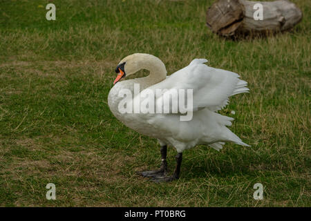 Cygne tuberculé Cygnus olor Banque D'Images
