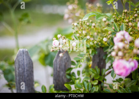 Un dogrose rose dans un jardin clôture. Banque D'Images