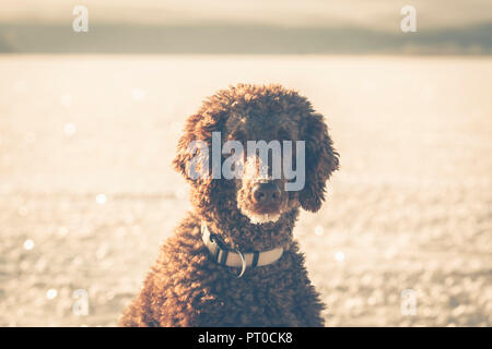 Portrait d'un caniche en attente dans l'hiver sur le lac gelé. Banque D'Images