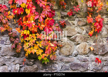 Lierre colorés sur mur en pierre. Belle automne fond avec des textures naturelles Banque D'Images