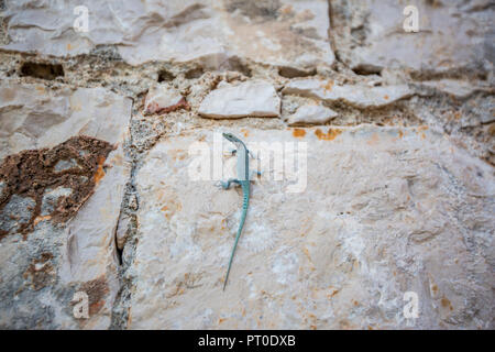 Lézard sur le mur du bâtiment, Hvar, Croatie Banque D'Images